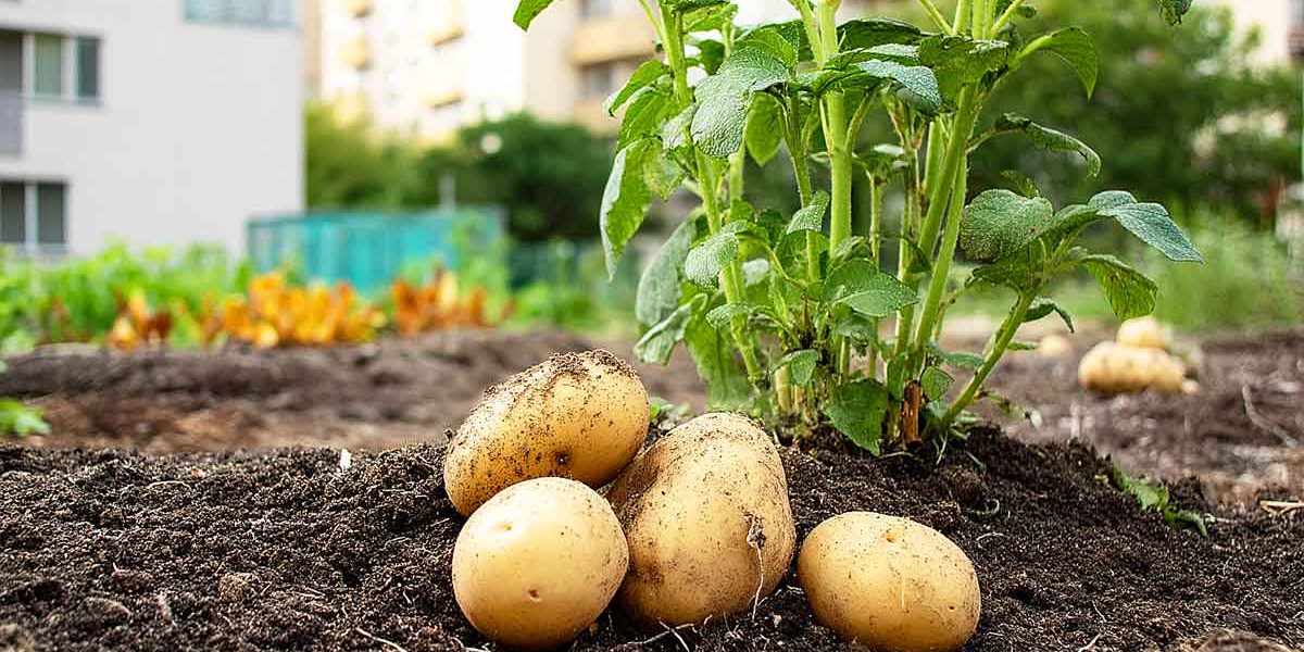 buter pommes de terre