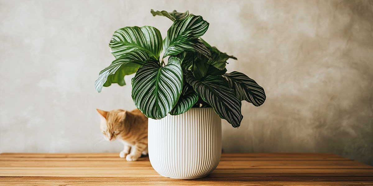 calathea et chat