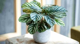 calathea