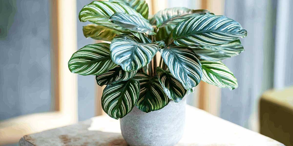 calathea