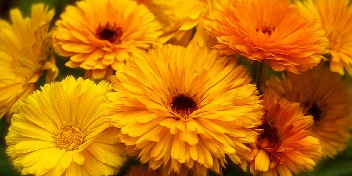 calendula
