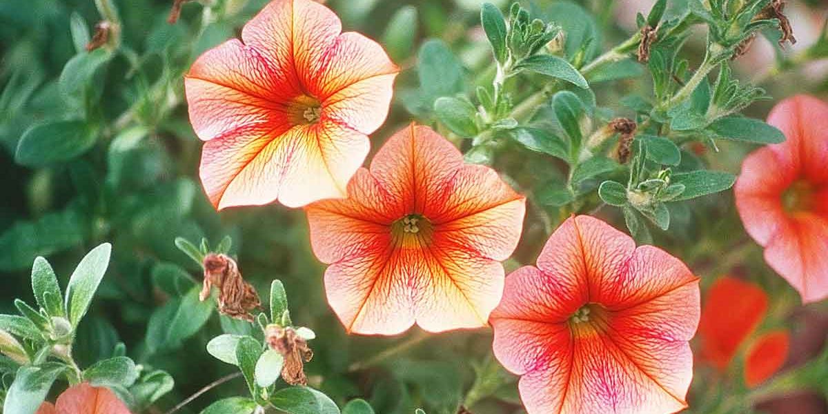 calibrachoa
