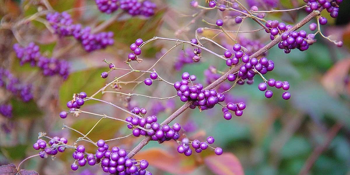 callicarpa bodinieri