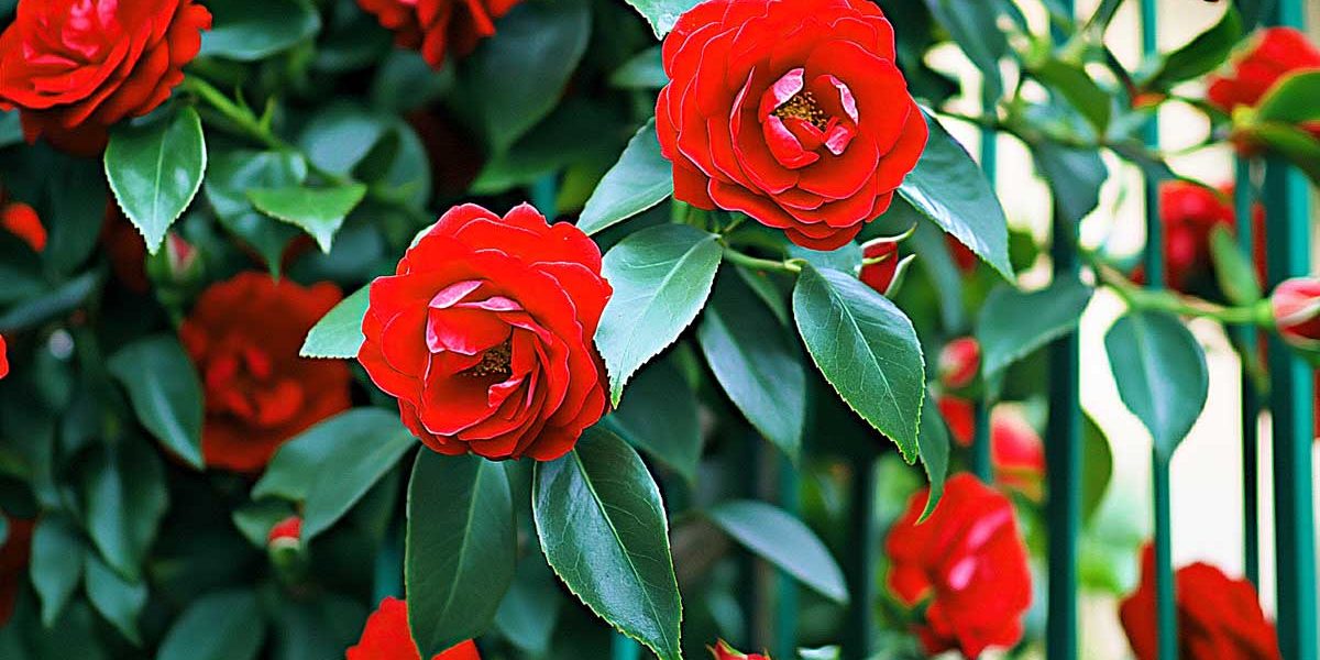 camelia rouge