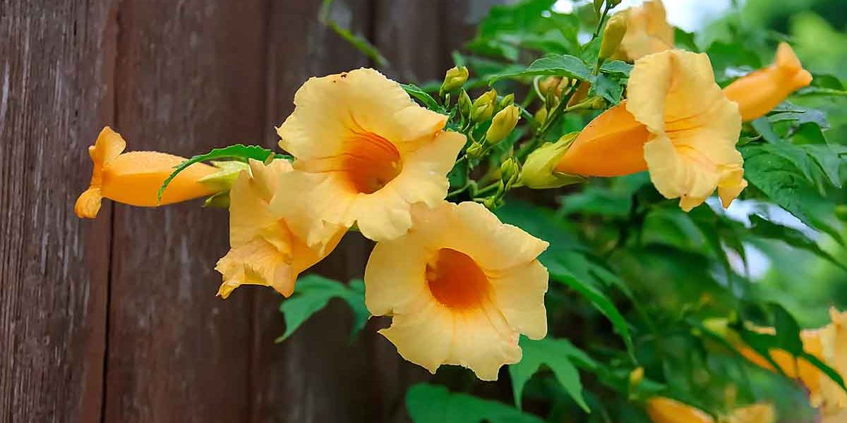 campsis radicans