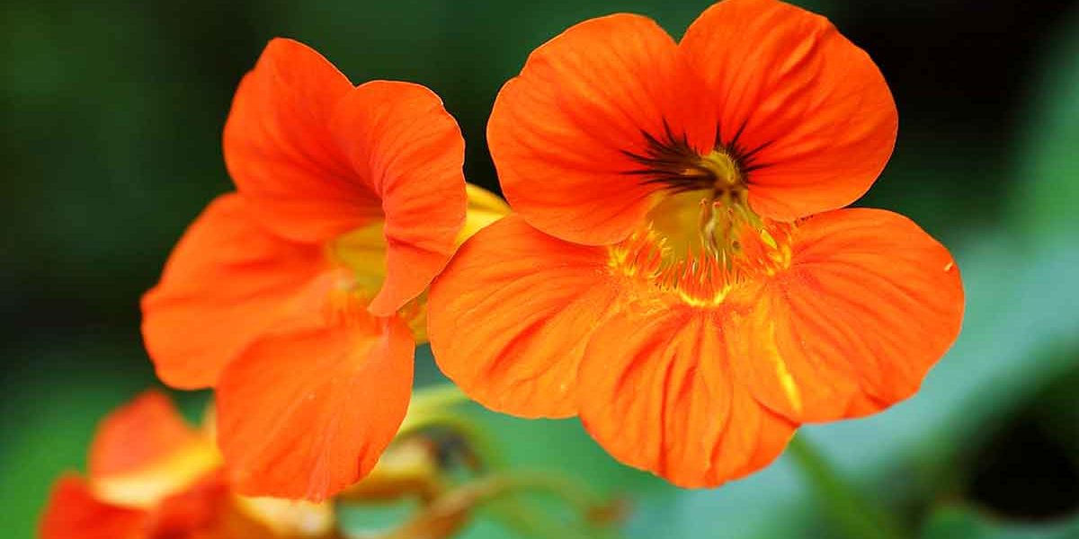 capucines rouge orangé