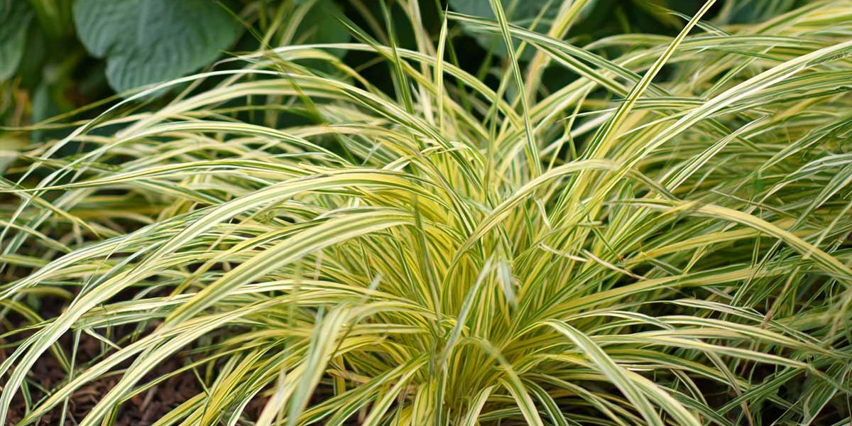 carex