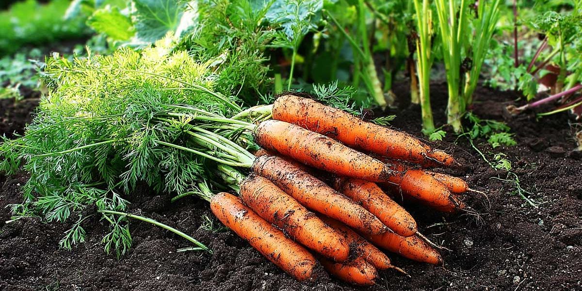 Depuis que je paille mes carottes avec de l’herbe sèche, elles sont bien meilleures