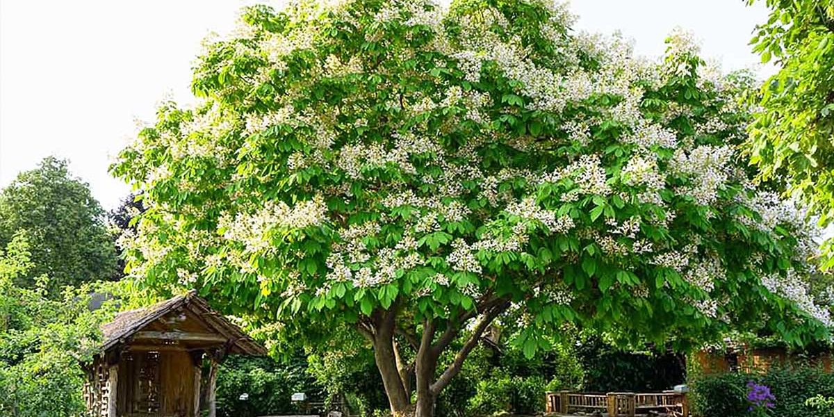 catalpa