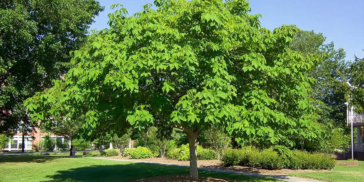 catalpa
