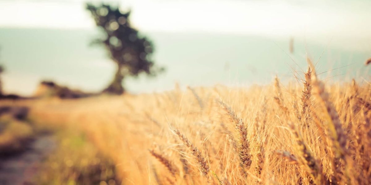 Champ de blé pour culture céréalière responsable