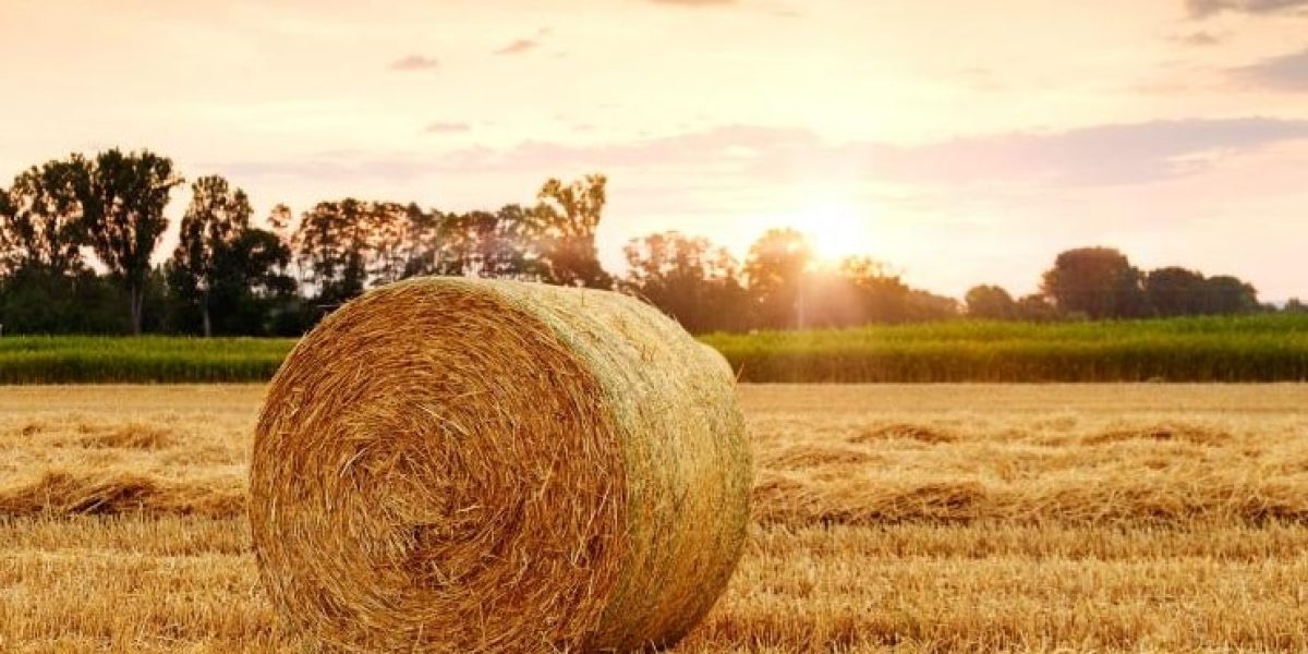 Champ agricole français avec botte de foin