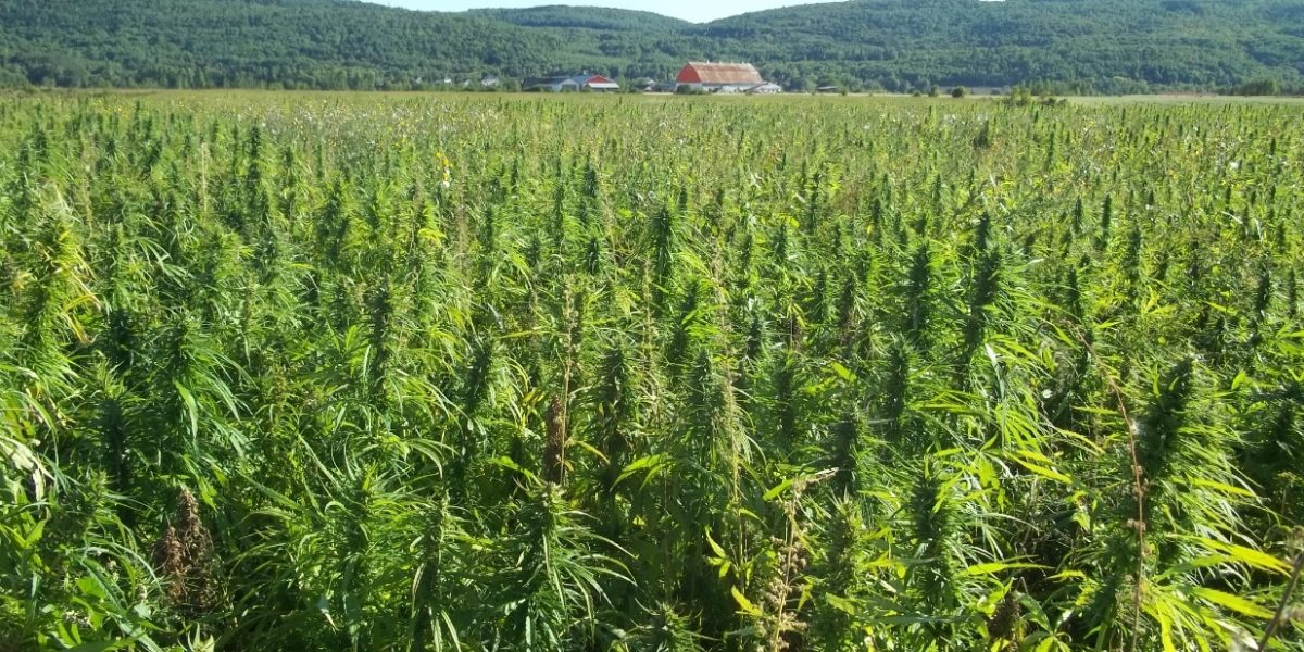 Champ de chanvre en agriculture en France
