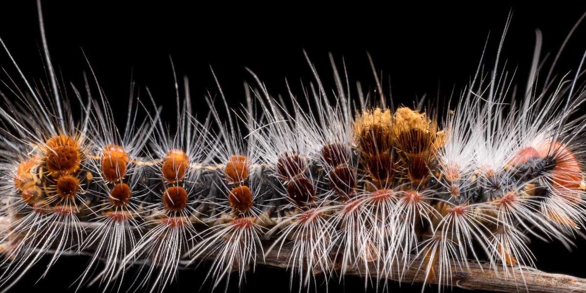 chenille processionnaire et chien