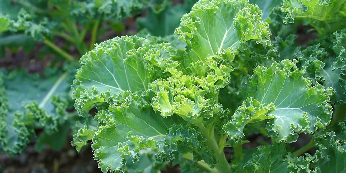 chou kale