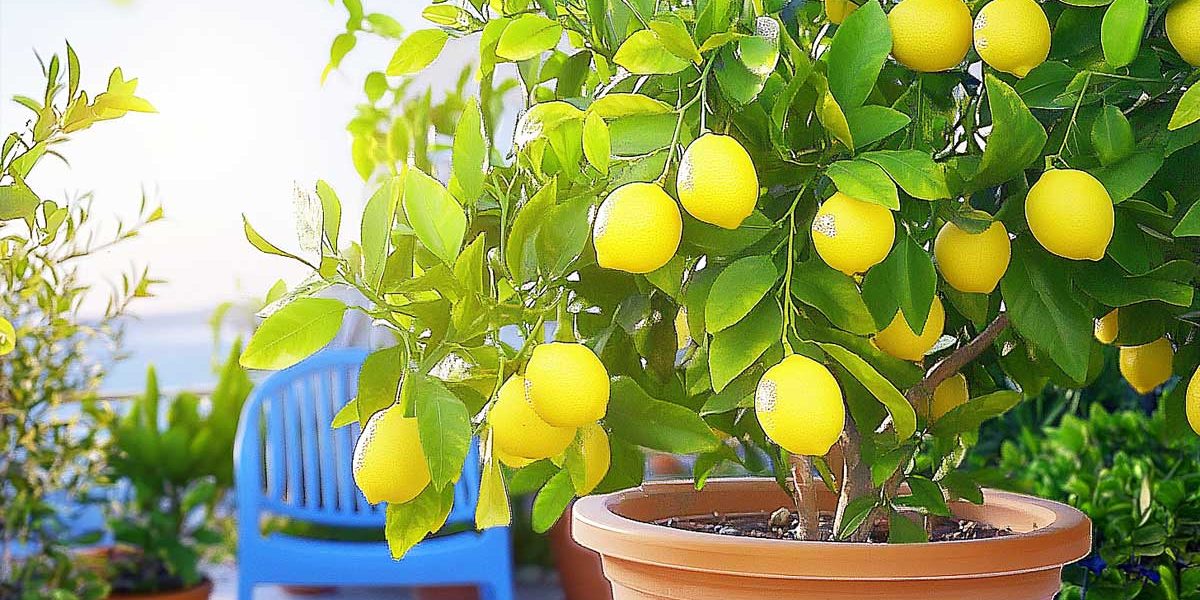 citronnier avec fruits