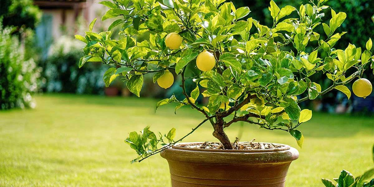 citronnier en pot