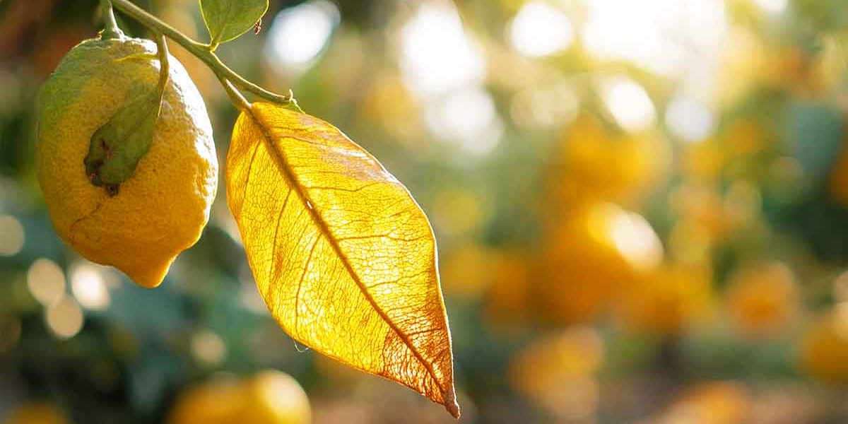 citronnier feuilles jaunies