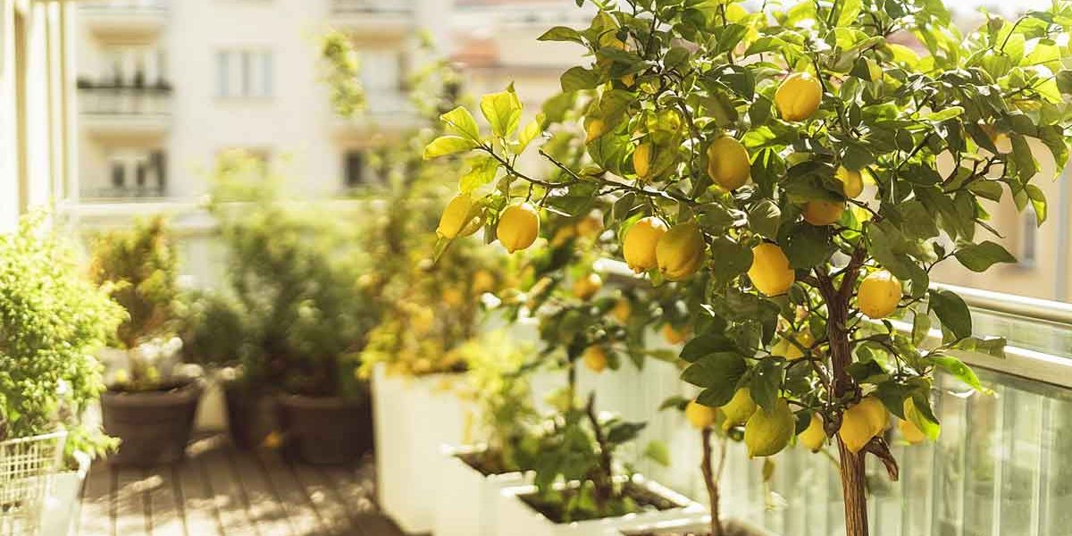 citronnier sur balcon