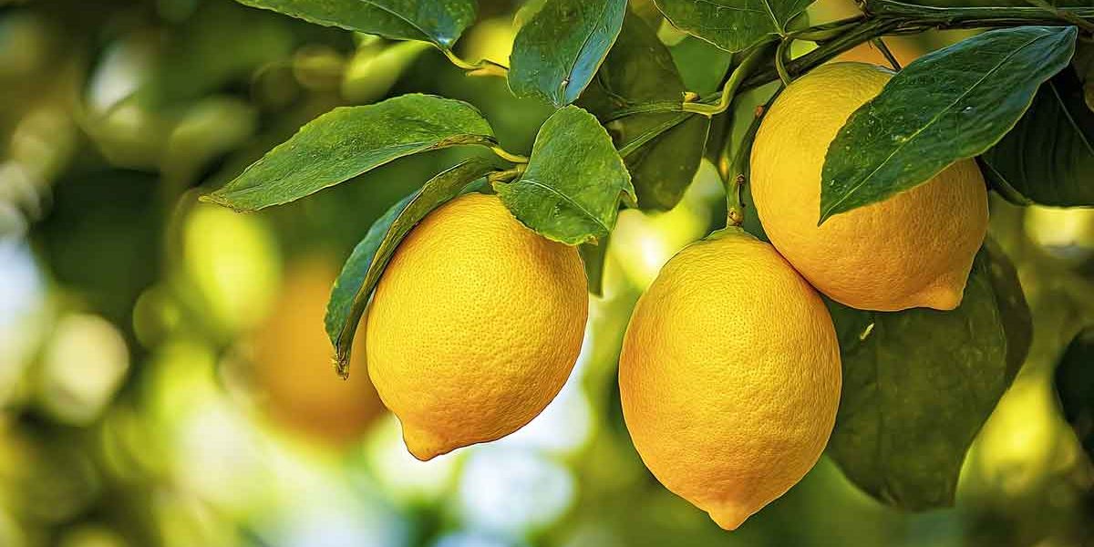 citronnier traitement