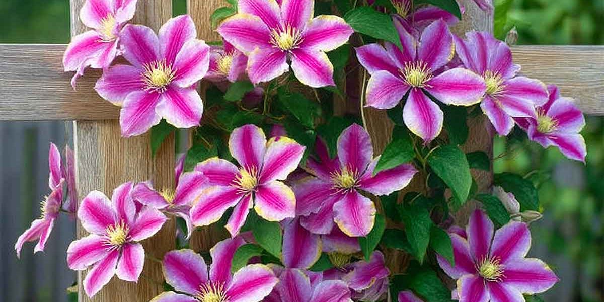 clematite
