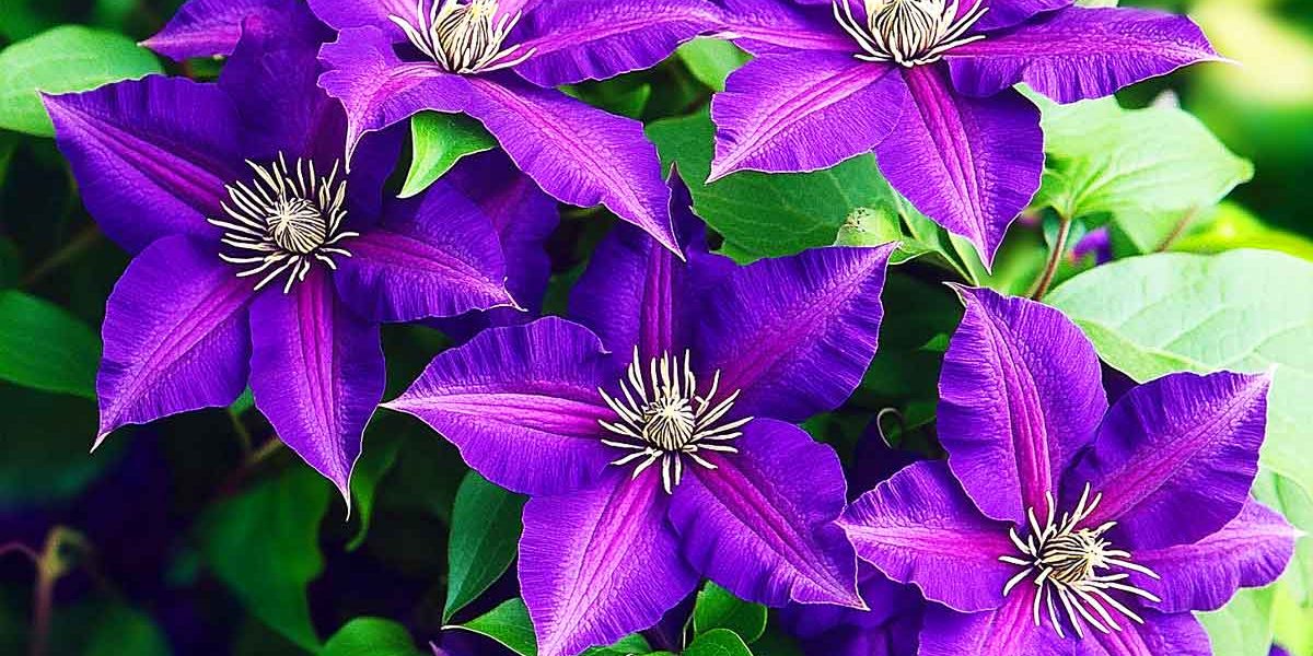 clematites