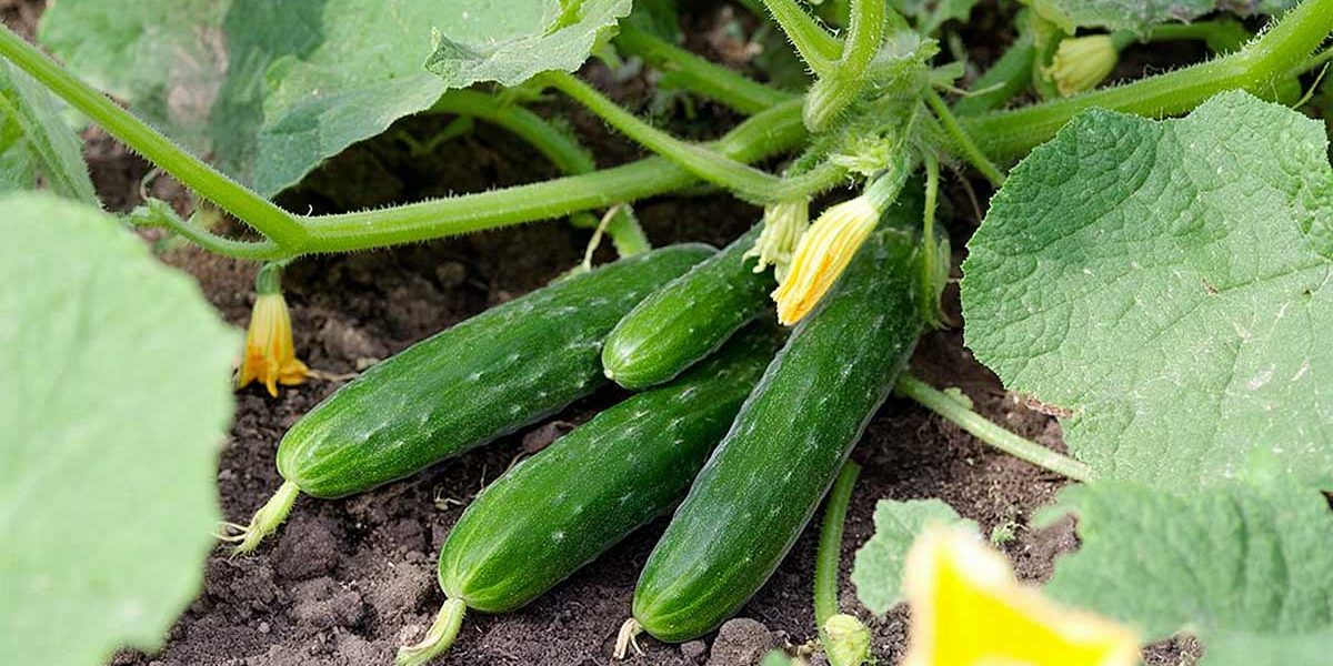 Enlever ces vieilles feuilles de concombre en août et stopper l’oïdium net