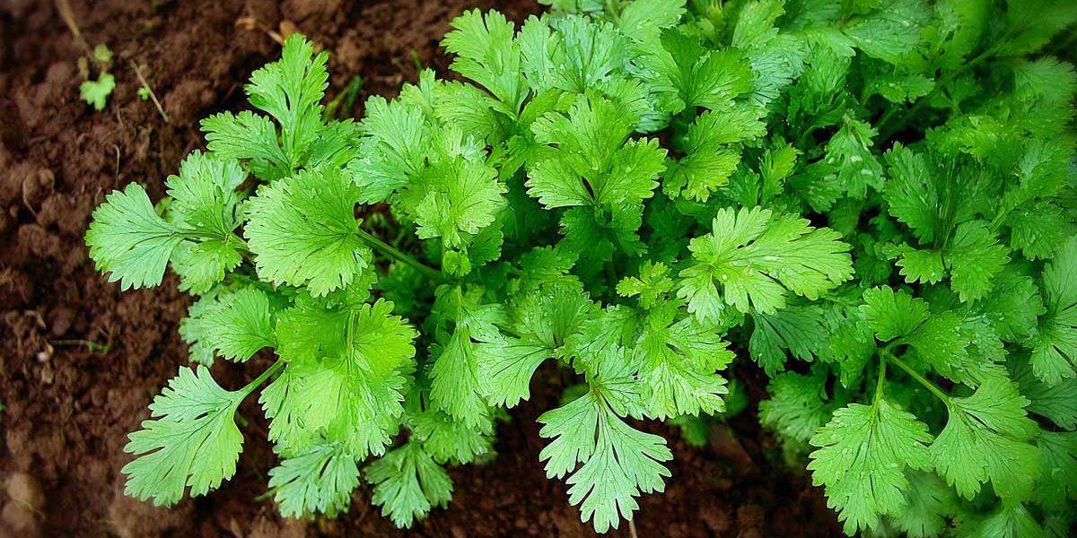 coriandre au potager