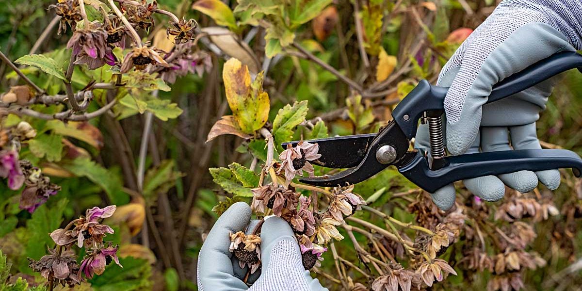 couper fleurs fanees