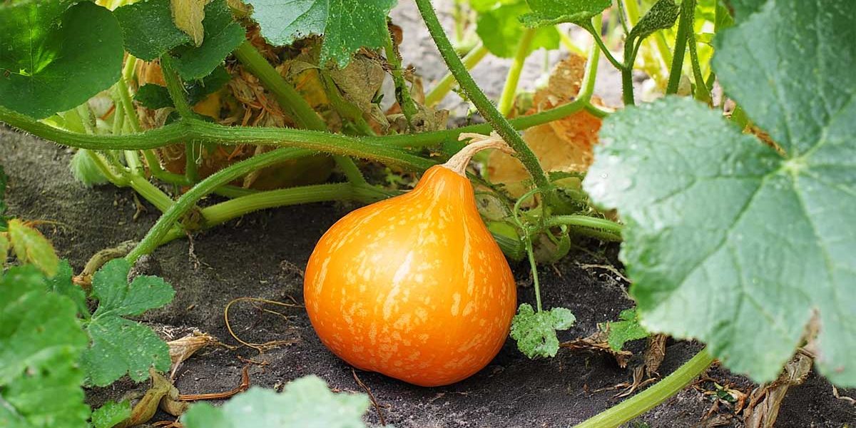 courge