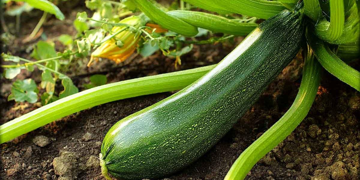 courgette