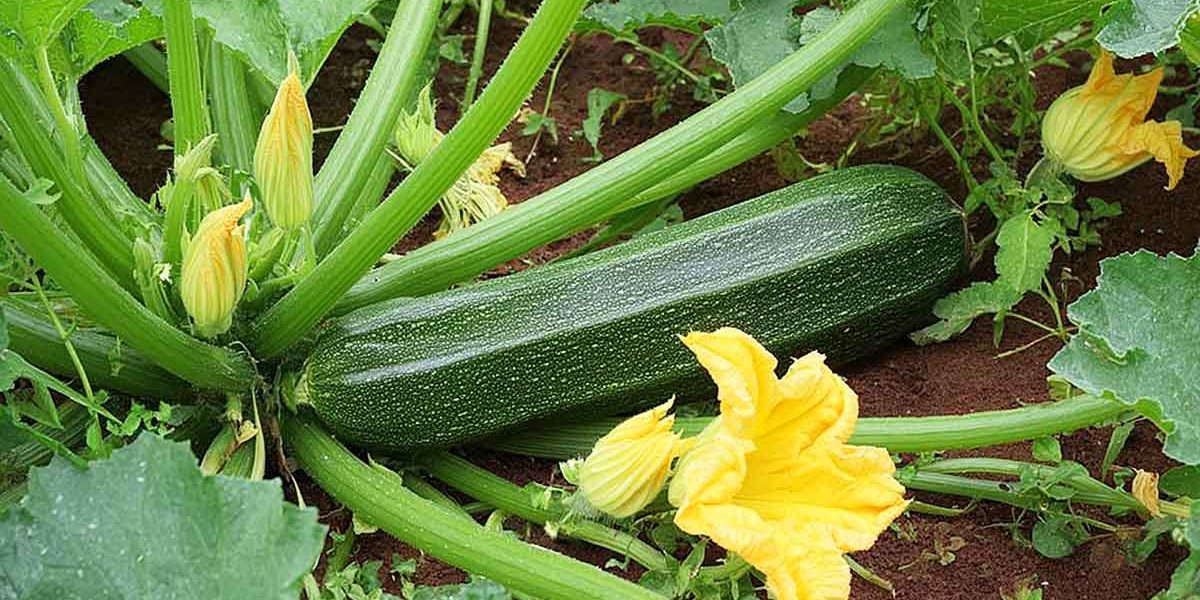 courgette