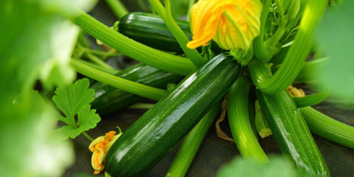 un pied de courgette
