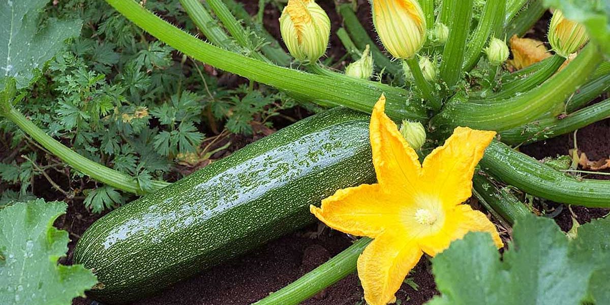 courgette