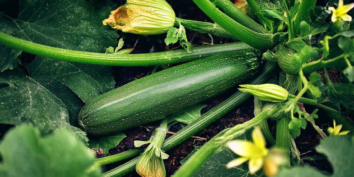 courgette