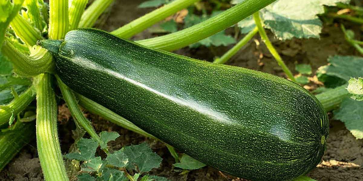 courgette