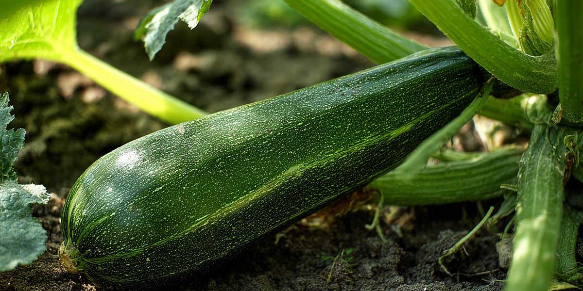 Pourquoi vos courgettes arrêtent de pousser en août (et comment relancer la production)