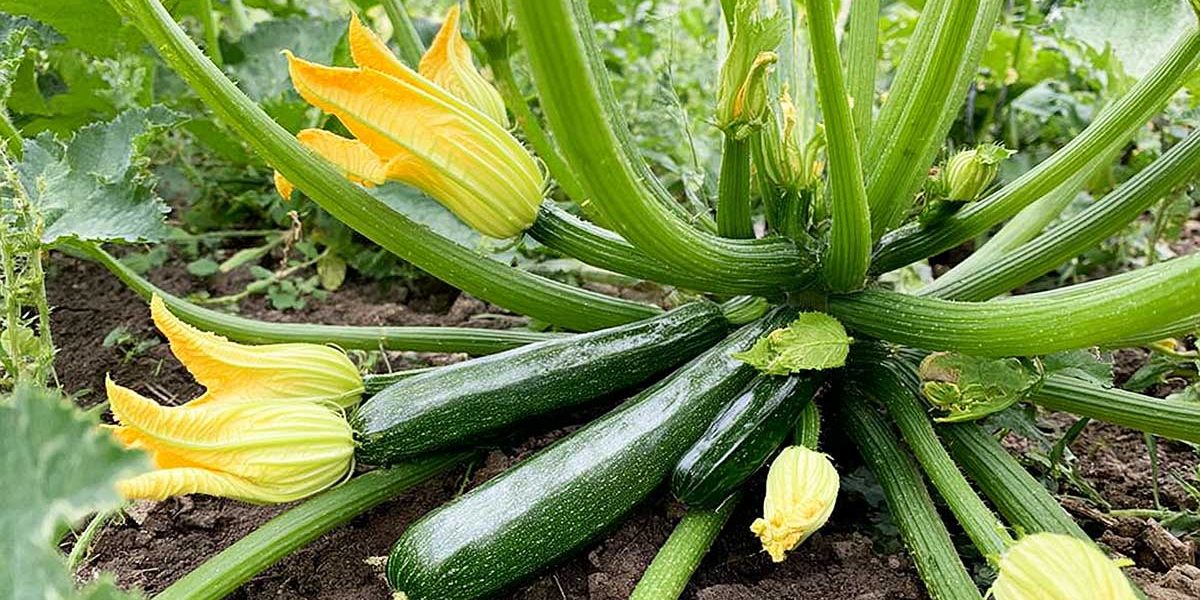 courgettes potager