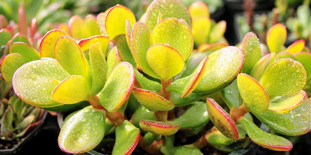 crassula ovata