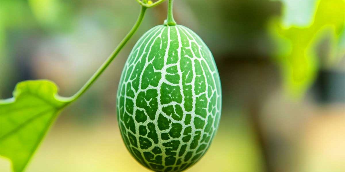 cucamelon
