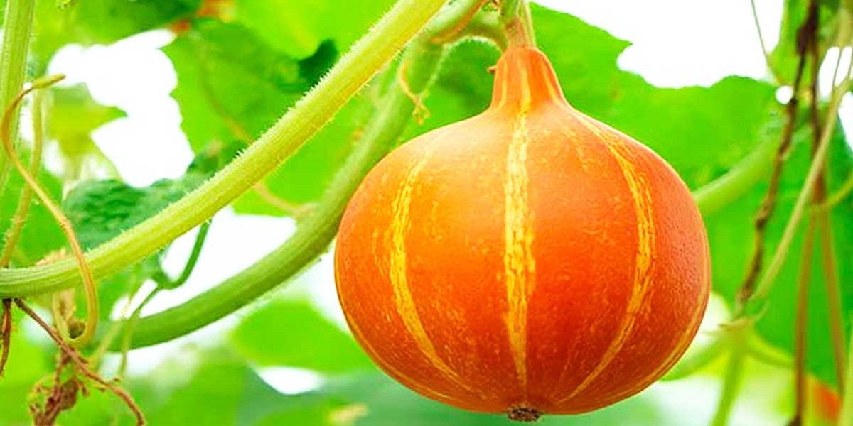 cucurbita pepo