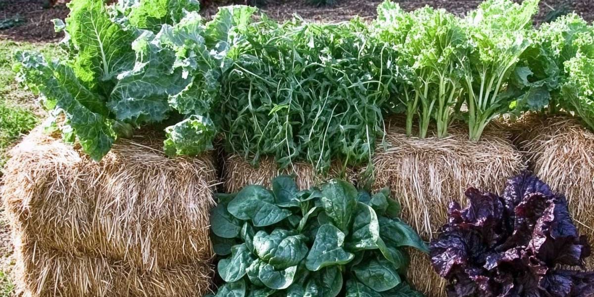 cultiver botte de paille