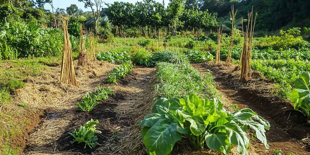 culture en butte permaculture afrique