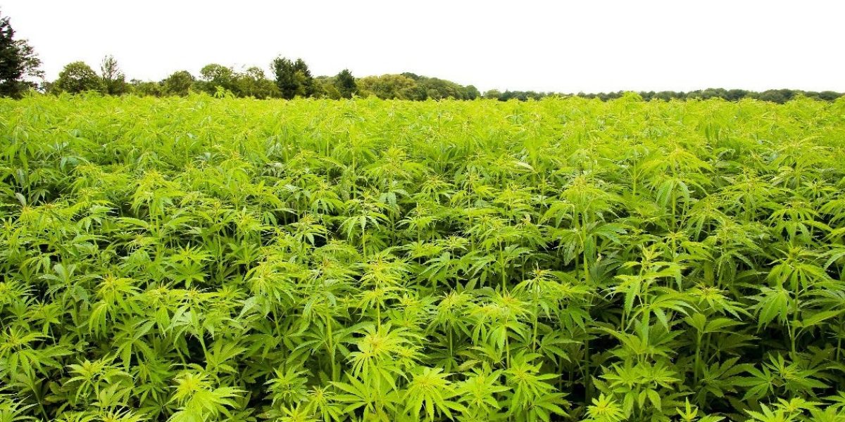 Culture de chanvre dans une école d'agriculture française