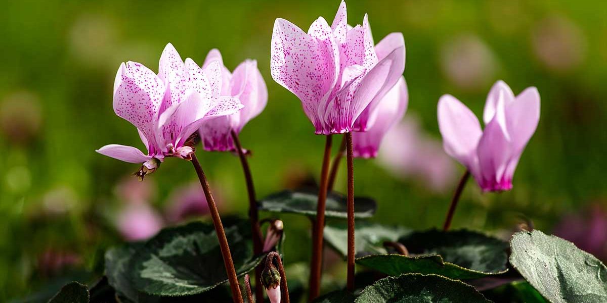 cyclamen