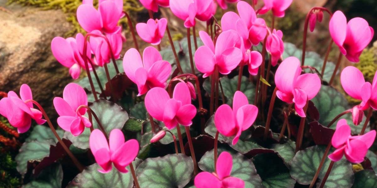 cyclamen