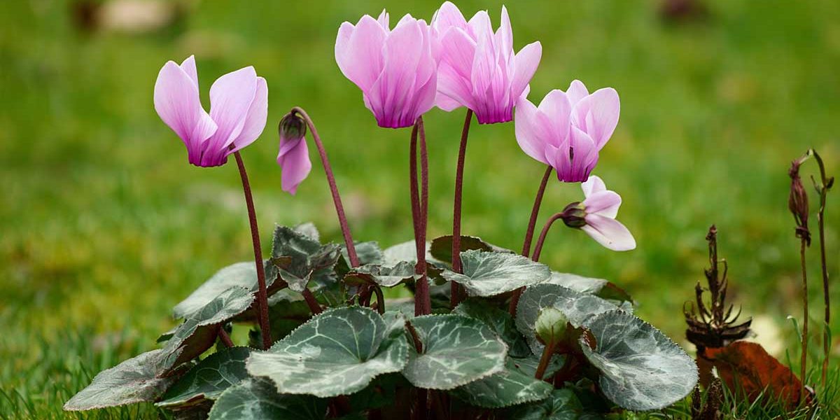 Pourquoi planter vos cyclamens en août garantit une floraison dès octobre