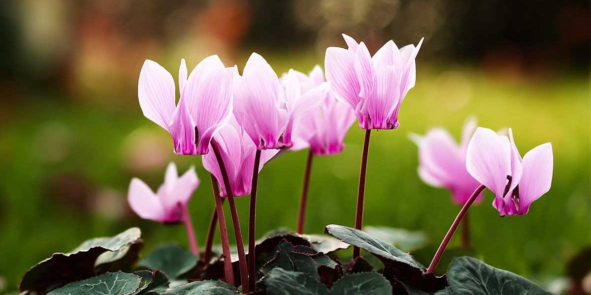 cyclamen