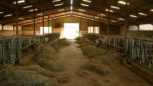 amenagement d un batiment d elevage bovin