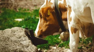abreuvement des bovins avant l hiver